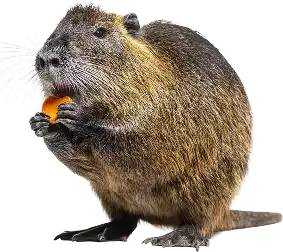 Beavers