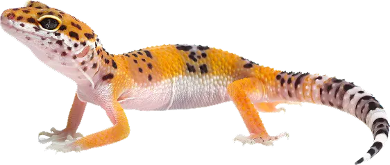 Newts