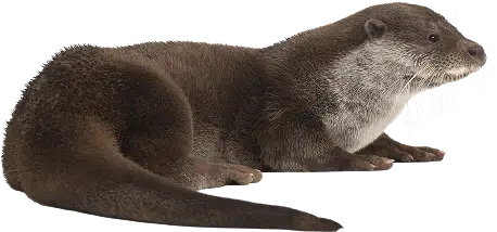 Otter